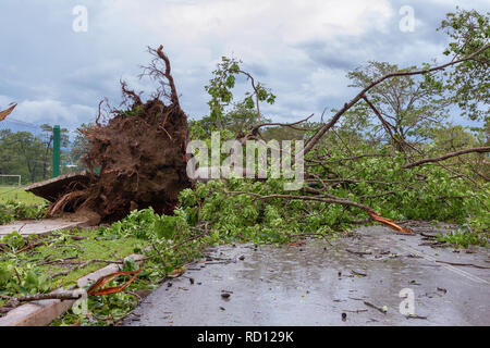 Santa Clara, Cuba, le 10 septembre 2017 : l'arbre tombé au sol, les dommages causés par l'Irma l'ouragan Banque D'Images