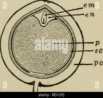 . Botanique élémentaire. La botanique. Fig. 311. Semence de violette, la vue externe, et de l'article. La section affiche l'embryon se trouvant dans l'albumen. Fig. 312. L'article de fruit de poivre (Piper nigrum), montrant l'embryon petit couché dans une petite quantité de sperme blanchâtre endo- à une extrémité, le périsperme oc- cupying la partie la plus grande de l'intérieur, entouré de la péricarpe. prêcheur, etc. ici l'endosperme restant dans la graine est utilisée comme nourriture par l'embryon pendant la germination. 463. Sporophyte est proéminente et très développée.-en les angiospermes, alors que nous avons vu de la plantes déjà étudiés, le t Banque D'Images