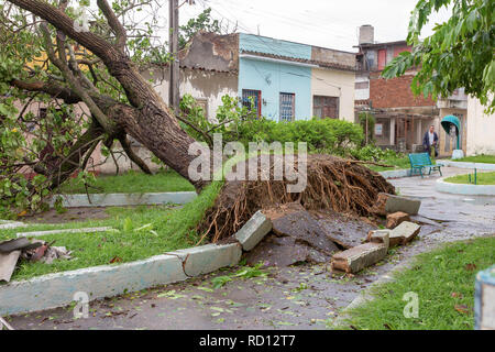 Santa Clara, Cuba, le 10 septembre 2017 : l'arbre tombé au sol, les dommages causés par l'Irma l'ouragan Banque D'Images