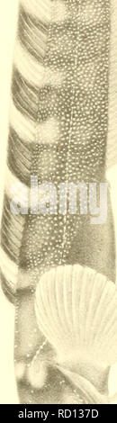 . L'Ingolf danois-expédition. Les animaux marins -- les régions de l'Arctique ; les expéditions scientifiques ; les régions de l'Arctique. y r I. ^.. Veuillez noter que ces images sont extraites de la page numérisée des images qui peuvent avoir été retouchées numériquement pour plus de lisibilité - coloration et l'aspect de ces illustrations ne peut pas parfaitement ressembler à l'œuvre originale.. Ingolf-Expedition danois (1895-1896) ; Københavns universitet. Zoologisk museum. H. Hagerup Copenhague Banque D'Images