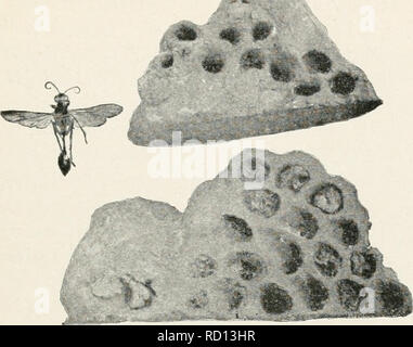 . Études élémentaires dans la vie d'insectes. Les insectes. Vie solitaire ^ 65. Veuillez noter que ces images sont extraites de la page numérisée des images qui peuvent avoir été retouchées numériquement pour plus de lisibilité - coloration et l'aspect de ces illustrations ne peut pas parfaitement ressembler à l'œuvre originale.. Hunter, Samuel John, 1866-1946. Topeka, Kansas. , Grue &AMP, le nom de l'entreprise Banque D'Images