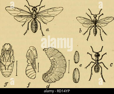 . Texte-livre élémentaire de la zoologie, de la partie générale et partie spéciale : les protozoaires à insecta. Les animaux. Les hyménoptères. 505 fils. Braconidee ils persécutent, principalement des chenilles, ainsi que larvx coléoptère vivant dans le bois mort. Microgastcr glommeratus L., chenilles. liracon imjwdor dans Scop., LIR. 2}iyvator^(al2 Eatzbg. Fam. IclmeuinoiiidaB. Jchncumoii iiicuhltor L. I. (Triii/ii,s) lutorius Eatzbg., Pimpla (^l !/j&gt;Jtialfes^ manifcstator Opluon lutcus L., L. Fam. Evaniadae. Ecania apijendigastcr Foeims jaculator L., L. Sous-ordre 2.-Aculeata. Perforé rétractiles avec sting et glande dans le fem Banque D'Images