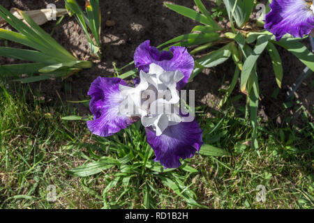 Iris violet et blanc hybrida Hort. La Lorraine développe dans jardin de printemps, vue d'en haut Banque D'Images
