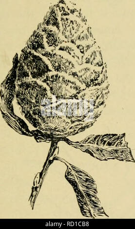 . Entomologie élémentaire. L'entomologie. Mouches, moustiques, moucherons et 227 apparaissent dans un nombre important. Les larves sont attachés aux roches dans les eaux peu profondes, avec un courant rapide, d'eau, où ils se nourrissent de diverses plantes et de minute des morceaux de végétation. Les mouches adultes sont d'environ un cinquième d'un pouce de long, au corps noirâtre, avec des jambes courtes et une tennae-, bien que les antennes ont beaucoup de segments distincts. Des expériences récentes faites dans les Montagnes Blanches indiquent qu'il peut être possible d'éliminer les larves dans les régions de montagne en huilant les ruisseaux avec Phinotas l'huile. Le sud est un moucheron buffalo se Banque D'Images