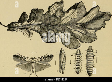 . Entomologie élémentaire. L'entomologie. 184 Le tineids MICROLEPIDOPTERA ENTOMOLOGIE ÉLÉMENTAIRE (Tinéidés) sont nos plus petits papillons de nuit et peut être dis- tinguished par les longues ailes étroites, avoir une large frange de cheveux, en particulier sur l'arrière des ailes, qui sont très souvent. Fig. 284. Un tineid-leaf miner, de l'Jthocolletis hamaihyadella {[chêne) a, I), la larve, la télévision et les formes rondes ; c, pupe ; d, espèce de feuille de chêne ; c, montrant des mines, avec les cocons sxf,f. (Après Comstock) étroit, avec une frange plusieurs fois comme large. Beaucoup de larves sont mineurs de feuilles, d'alimentation entre la surface des feuilles, dans lequel ils tunnel o Banque D'Images