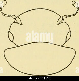. La Danmarks faune, de factures. Les coléoptères. 170 ind. Fødderne leddede-4. Med Bagkroppen Bugled 5 til 7 frie. Denne Familie er an naer beslaegtet Silpherne de med et med Agathidierne isaer disse comme hommes, laissez-adskilles Baghofternes fra ved dem Laardaekker store. Arterne er smaa de Traebark ; levier de sous, j'henraadnende Plantestoffer. o lign. I Danmark er der caché- til fundet Arter 4. Plus Slaegterne Oversigt. 1. Pour Pronotums Bagrand løbende- og sammen i fr spids, afrundet noget Vinkel, saa à pro- Siderande forsvundne notums er ganske. Ho-. Fig. 71. Hoved og af Pronotum. Calyptomerus vedet kun sma lidt Banque D'Images