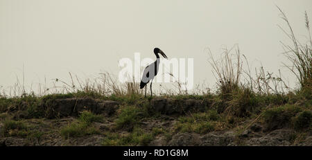 Silhouette d'ouvrir-billed stork - African openbill Anastomus lamelligerus - - par la rivière Chobe. Banque D'Images