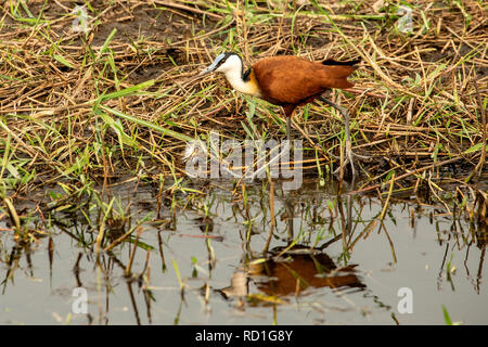 African Jacana, Jésus ou d'oiseaux Lilly-trotter (Actophilornis flavirostris). Banque D'Images