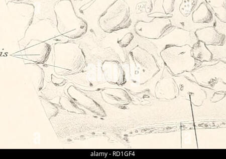 . Le Ingolf-Expedition danois. Expéditions scientifiques ; l'océan Arctique. Â SErâ est .... , ?. - ; . L'ELR A' â ! .... Si-^ -^ ;. ;- - âIf ' Â° Je ft ml J. si ' .. Veuillez noter que ces images sont extraites de la page numérisée des images qui peuvent avoir été retouchées numériquement pour plus de lisibilité - coloration et l'aspect de ces illustrations ne peut pas parfaitement ressembler à l'œuvre originale.. Ingolf (Cruiser) danois (Ingolf-Expedition ; 1895-1896). Copenhague : H. Hagerup Banque D'Images