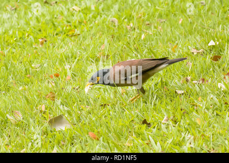 Myna manger le pain sur la pelouse dans le parc. Banque D'Images