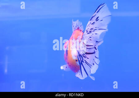 Les poissons rouges dans l'armoire sur fond bleu. Banque D'Images