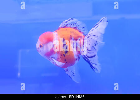 Les poissons rouges dans l'armoire sur fond bleu. Banque D'Images