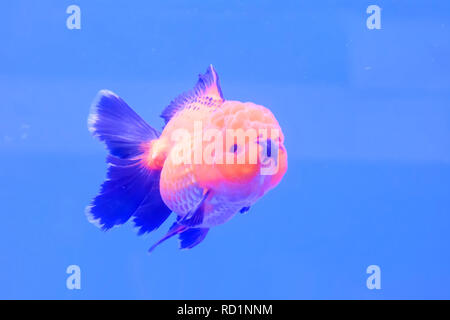 Les poissons rouges dans l'armoire sur fond bleu. Banque D'Images