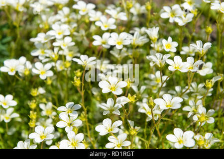 Macro photo de petites fleurs blanches Banque D'Images