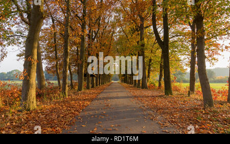 Route à travers une forêt d'automne, Enschede, Overijssel, Pays-Bas Banque D'Images
