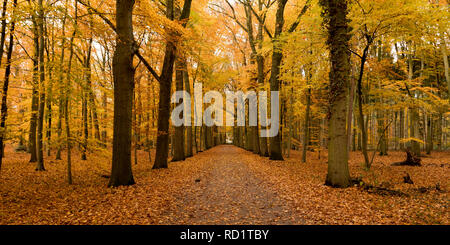 Route à travers une forêt d'automne, Enschede, Overijssel, Pays-Bas Banque D'Images