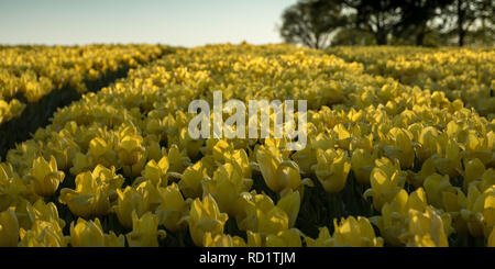 Close-up de tulipes poussant dans un champ, Tubbergen, Overijssel, Pays-Bas Banque D'Images