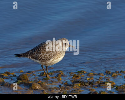 Pluvialis squatarola Grey Plover sur l'alimentation des vasières Banque D'Images