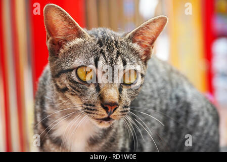 Close up adorable visage de chat Banque D'Images