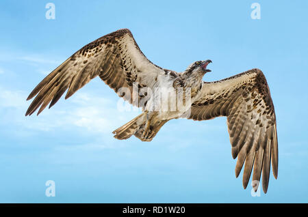 L'Est de Balbuzard pêcheur (Pandion cristatus) volant dans le ciel, Perth, Western Australia, Australia Banque D'Images