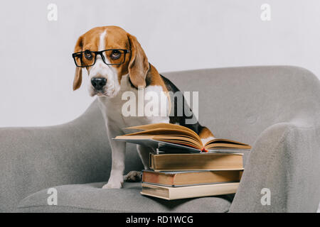 Portrait of cute beagle dans verres assis dans un fauteuil près de books isolé sur gray Banque D'Images