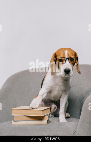 Adorable chien beagle dans les verres assis dans fauteuil avec books isolé sur gray Banque D'Images