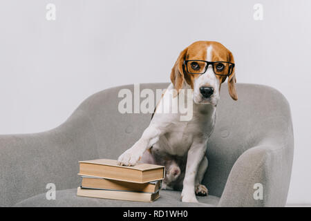 Focus sélectif de l'adorable animal en verres assis dans un fauteuil près de books isolé sur gray Banque D'Images