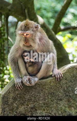 Portrait d'un singe à longue queue balinais et de l'enfant sacré, sanctuaire Monkey Forest, Ubud, Bali, Indonésie Banque D'Images