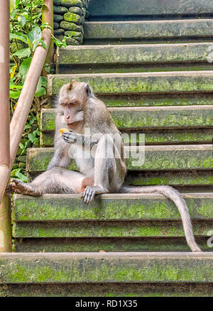À longue queue balinais Monkey sitting on steps eating, Sacré Sanctuaire Monkey Forest, Ubud, Bali, Indonésie Banque D'Images