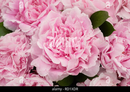 Paeonia 'Sarah Bernhardt' fleurs. Banque D'Images