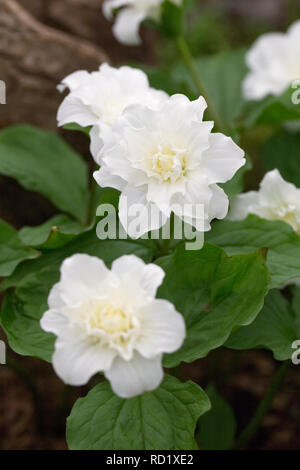 Trillium grandiflorum f. polymerum «nowbunting' fleurs. Banque D'Images