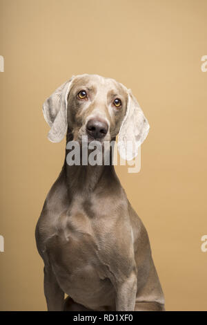 Portrait de femme braque de chien sur un fond beige Banque D'Images