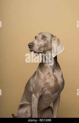 Portrait de femme braque de chien sur un fond beige Banque D'Images