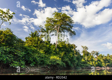 Vue sur le fleuve Suriname Suriname, Awarradam dans la jungle camp Banque D'Images