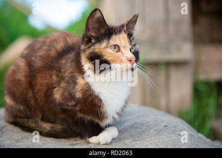 Chat tricolore se trouve près de la maison en bois en milieu rural avec une moustiquaire sur le visage Banque D'Images