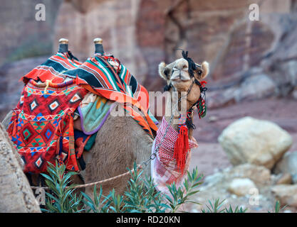 Camel couchés dans le désert, Wadi Rum, Jordanie Banque D'Images