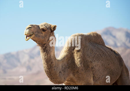 Comité permanent de chameau dans le désert, Wadi Rum, Jordanie Banque D'Images