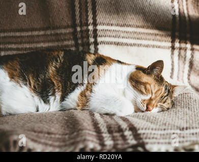 Chat mignon extrêmement profond sommeil sur la couverture par une chaude journée de printemps - calme et tranquillité concept Banque D'Images