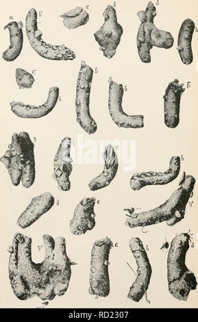 . Études élémentaires dans la vie d'insectes. Les insectes. Pctf/e W, fig. 12.. Veuillez noter que ces images sont extraites de la page numérisée des images qui peuvent avoir été retouchées numériquement pour plus de lisibilité - coloration et l'aspect de ces illustrations ne peut pas parfaitement ressembler à l'œuvre originale.. Hunter, Samuel John, 1866-1946. Topeka, Kansas. , Grue &AMP, le nom de l'entreprise Banque D'Images