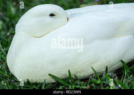 Un blanc intérieur Pekin Pekin, ou Long Island (Anas platyrhynchos domesticus) assis sur l'herbe avec la tête transformée en plumes. Banque D'Images