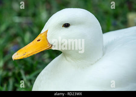 Un blanc intérieur Pekin Pekin, ou Long Island (Anas platyrhynchos domesticus) sittlinng sur l'herbe. Banque D'Images