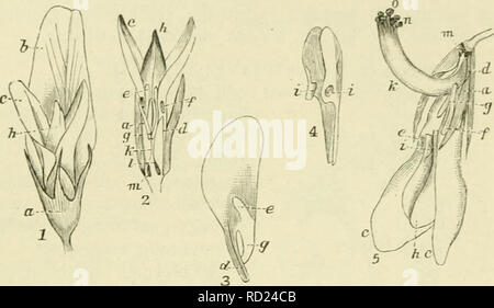 . De flora van Nederland. Les plantes. FAMILIE 78. PAPILIONACEAE. - 615. Zijn Bezoekers bijen en vlinders. En zijn Beide staat de bloem te doen, ontploffen als zij hun slurf in het Midden der bloem naar binnen steken, doch de explosie heeft niet plaats, als de bij haar slurf naast een der zwaarden dans de bloem voert. Zij doet dit vrij en l'bewerkt .^kruisbestuiving dan een and-white, de koker omstandigheden wordt door de ge- slachtsorganen gevormd, die gespannen dans de Kiel, ligt daarin, gehouden doordat van den voet van der entirely zwaarden een lang vingervormig steeksel- uit naar achteren. en le Banque D'Images