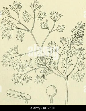 . De flora van Nederland. Les plantes. Fumaria densiflóra 284 Fig.. Fumaria parviflóra. Fig. 284*. Densiflóra dichlblocmiL ')  = -  = kleinbloemit parviflóra). Veuillez noter que ces images sont extraites de la page numérisée des images qui peuvent avoir été retouchées numériquement pour plus de lisibilité - coloration et l'aspect de ces illustrations ne peut pas parfaitement ressembler à l'œuvre originale.. Heukels, Hendrik, 1854-1936. Leiden : N. c. from librairie en drukkerij voorheen D. J. Brill Banque D'Images