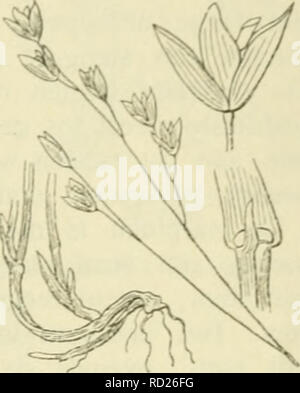 . De flora van Nederland. Les plantes. FAMILIE 18. GRAMINAE. 501. Melica uniflora if. 437. 7-9-nervi},'. De vveinij' ontwikkelde, bovenste bloem race est knotsvormiR bruinachtig, door, boven geel. ^. De 3 à 6 dM. Mei, Juni. Voorkomen en Europa fr dans Nederland. Usine de komt het dans rootstc "deel van Europa dans bosschen en kreupelhout voor. Zij est bij ons bij Maastricht en Terha^in gevonden. ' M. uniflora) Retz. E o n b 1 o e m i i', p a r e i k r u i d (fig. 437). Cette soort est lichtgroen. Zij tot een meer dan 1 dM langen , krui- wortelstok penden. De stengel est nog dunner en claquette dan bij de Banque D'Images