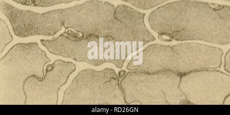 . De la régéneration des organes et des tissus. La régénération de l'environnement ; la régénération (biologie). "PL . IV.. &Lt ;™3^^^ ( IJ ... Veuillez noter que ces images sont extraites de la page numérisée des images qui peuvent avoir été retouchées numériquement pour plus de lisibilité - coloration et l'aspect de ces illustrations ne peut pas parfaitement ressembler à l'œuvre originale.. Demarquay, J. N. (Jean Nicolas), 1811-1875. Paris : J. B. Baillière et fils Banque D'Images