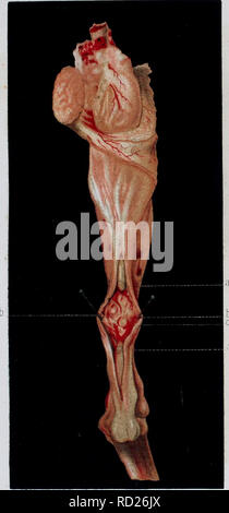 . De la régéneration des organes et des tissus. La régénération de l'environnement ; la régénération (biologie). 1 (obs.N°l). Duriarquaf priFj) Cassai iid fig. 2 (OB,^). Veuillez noter que ces images sont extraites de la page numérisée des images qui peuvent avoir été retouchées numériquement pour plus de lisibilité - coloration et l'aspect de ces illustrations ne peut pas parfaitement ressembler à l'œuvre originale.. Demarquay, J. N. (Jean Nicolas), 1811-1875. Paris : J. B. Baillière et fils Banque D'Images