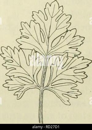. De flora van Nederland. Les plantes. Fig. 21.. Veuillez noter que ces images sont extraites de la page numérisée des images qui peuvent avoir été retouchées numériquement pour plus de lisibilité - coloration et l'aspect de ces illustrations ne peut pas parfaitement ressembler à l'œuvre originale.. Heukels, Hendrik, 1854-1936. Leiden : N. c. from librairie en drukkerij voorheen D. J. Brill Banque D'Images