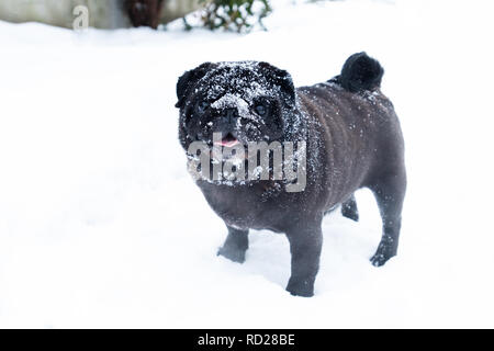 Mignon chien race pub funny cute noir hiver neige Banque D'Images