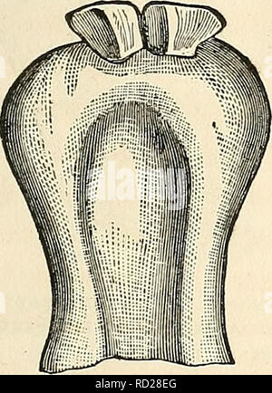 . Dadd's théorie et pratique de la médecine vétérinaire et de la chirurgie. La médecine vétérinaire. Les MALADIES DE L'appareil digestif. 475 de la dentition des bovins.. Veuillez noter que ces images sont extraites de la page numérisée des images qui peuvent avoir été retouchées numériquement pour plus de lisibilité - coloration et l'aspect de ces illustrations ne peut pas parfaitement ressembler à l'œuvre originale.. Dadd, George H. , b. 1813. [From old catalog]. Cincinnati, R. W. Carroll &AMP ; co. Banque D'Images