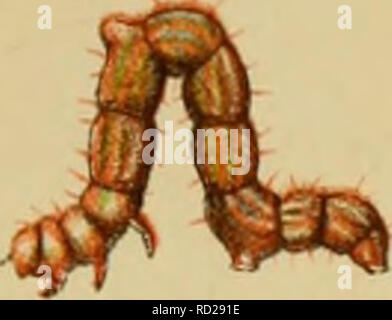 . Un manuel élémentaire de la Nouvelle-Zélande : entomologie étant une instroduction à l'étude de nos insectes indigènes ; avec 21 plaques de couleur. Les insectes. PlateJai â '. Veuillez noter que ces images sont extraites de la page numérisée des images qui peuvent avoir été retouchées numériquement pour plus de lisibilité - coloration et l'aspect de ces illustrations ne peut pas parfaitement ressembler à l'œuvre originale.. Hudson, G. C. (George Vernon) ; Metcalf Collection (North Carolina State University). Dnd ; Tippmann Collection (North Carolina State University). Dnd. Londres : à l'Ouest, Newman, &AMP ; Co. , 54, Hatton Garden Banque D'Images